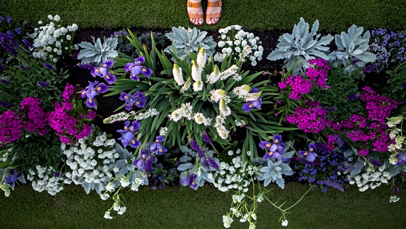 Викройка клумби Баварія на агроволокні, сонячні місця, легка напівтінь